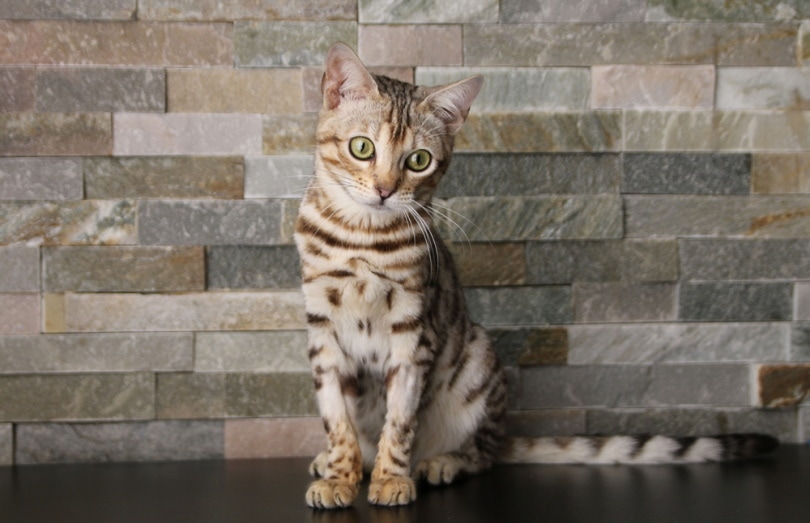 An F4 Bengal Cat